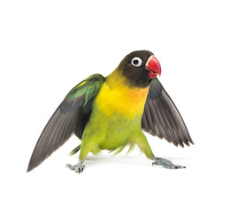 Yellow-collared lovebird flying, isolated on white