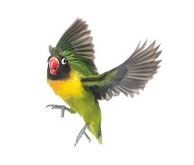 Yellow-collared lovebird flying, isolated on white