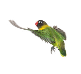 Yellow-collared lovebird flying, isolated on white