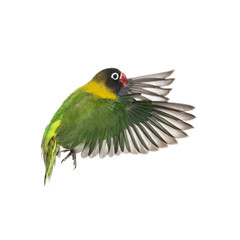 Yellow-collared lovebird flying, isolated on white