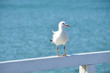 Seagull with colored legs waiting on the pier