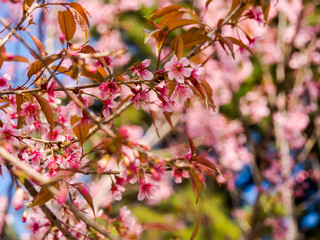The Wild Himalayan cherry (Prunus cerasoides) is the variety of sakura growing in Thailand.