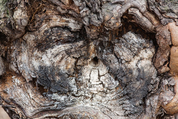 Hollow in the old tree