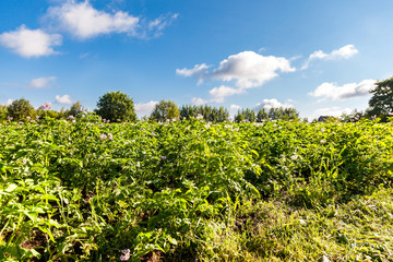 Fototapeta na wymiar Potato plants with flowers at the plantation in sunny summer day