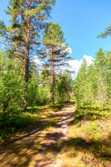 Pine trees and forest road in sunny summer day