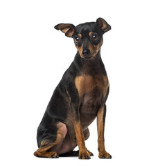 Miniature Pinscher (1 year old)