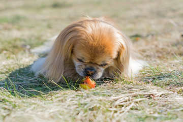 Fototapeta premium Beautiful red pekingese walk on outdoors in sunny day on nature backaround near blue river
