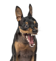 Close-up of a Miniature Pinscher barking,1 year old, isolated on white
