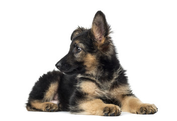 Puppy German Shepherd lying, 9 weeks old, isolated on white
