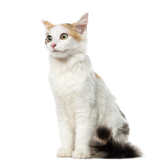 Kitten European Shorthair sitting, 4 months old, isolated on whi