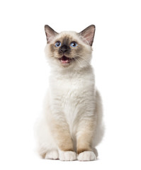 Kitten Birman sitting and mewing, 3 months old, isolated on whit