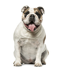 English Bulldog sitting and panting, 4 years old, isolated on white