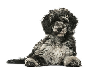 Puppy Poodle lying, 13 weeks old, isolated on white