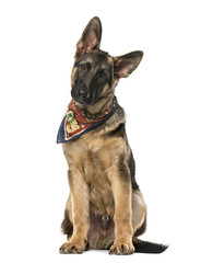 Puppy German Shepherd Dog with a multicolored scarf sitting, 4 m