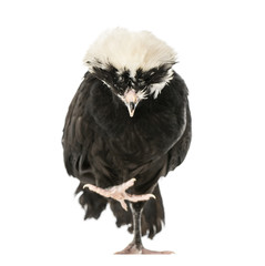 Polish chicken looking down, isolated on white, 2 years old