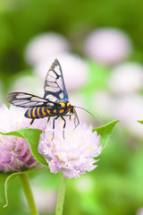 Black yellow bee collecting honey nectar from pink round flower at flower field in the morning.