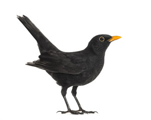 Side view of a blackbird, isolated on white - obrazy, fototapety, plakaty