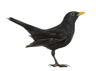 Blackbird Turdus merula , isolated on white