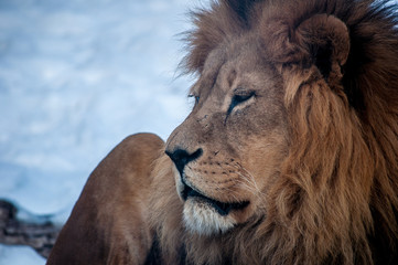 Male lion close up