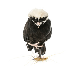 Polish chicken and a yellow-grey centipede, isolated on white