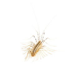 Obraz premium Yellowish-grey centipede, isolated on white