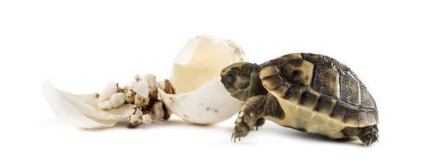 Naklejka premium Hatchling, next to the egg from which he hatched out