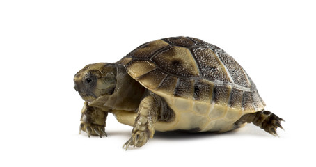 New born turtle, isolated on white