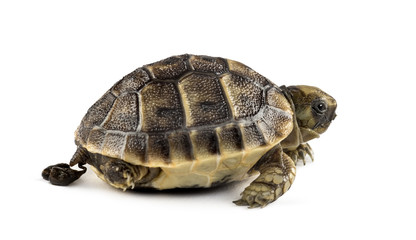 New born turtle defecating, isolated on white