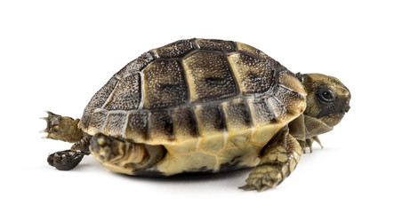 New born turtle defecating, isolated on white