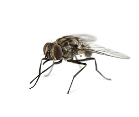 Common housefly , isolated on white