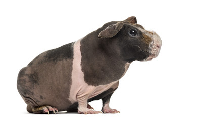 Side view of hairless guinea pig, isolated on white