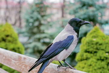 Fototapeta premium Crow bird in city park sit on bench and have fun