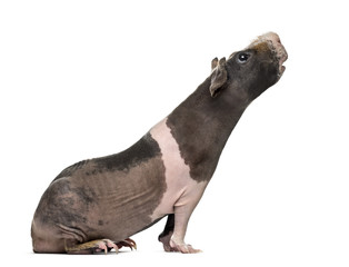 Fototapeta premium Side view of a hairless guinea pig stretching the head , isolated on white