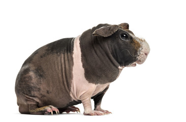 Side view of hairless guinea pig, isolated on white
