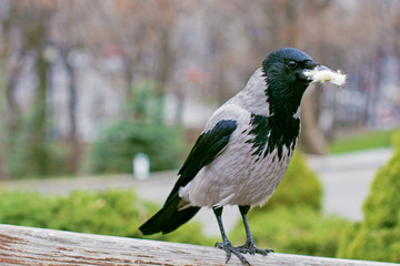Crow bird in city park sit on bench and have fun