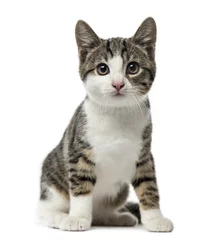 Papier Peint photo Chat chaton chat domestique assis, 3 mois , isolé sur blanc