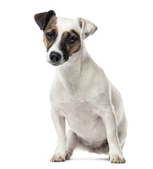 Jack Russell Terrier sitting, 11 months old , isolated on white