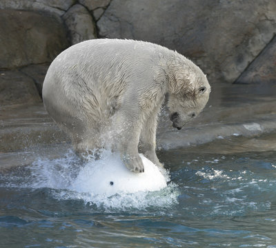 Polar bear on white ball in water