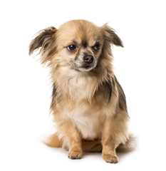 Brown chihuahua sitting , isolated on white