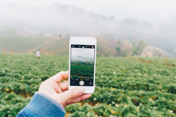 Smartphone in hand for take photo of strawberry plantation