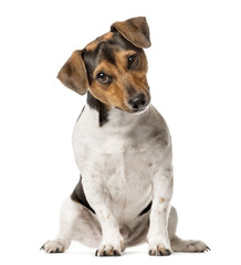 Jack Russell Terrier sitting , isolated on white