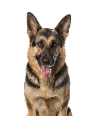 A German shepherd panting, isolated on white