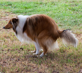 Rough collie(dog) is shitting on the grass because of diarrhea
