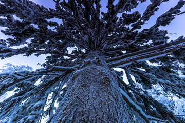 Lapland, Sweden - January 31, 2014: Giant tree in Jukkasjarvi, Sweden