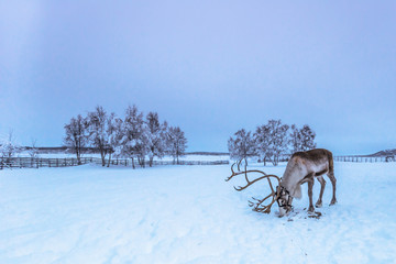 Obraz premium Lapland, Sweden - January 31, 2014: Lone reindeer in Jukkasjarvi, Sweden