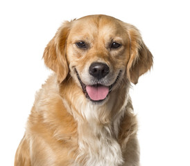 Close-up of a golden Retriever panting , isolated on white