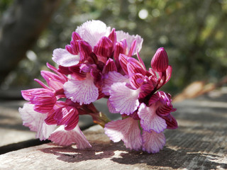 orchidea selvatica © Steve Fossiant