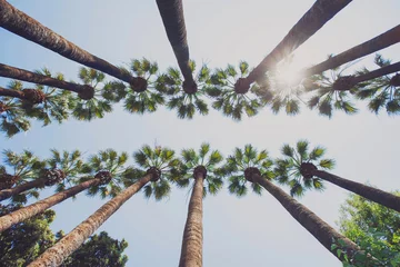 Cercles muraux Palmier palmiers
