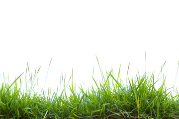 Fototapeta premium green grass on white background