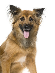 Pyrenean Shepherd panting, isolated on white,4 years old
